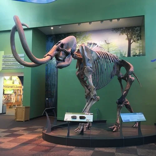 mammoth-resurrected-using-augmented-reality-at-the-florida-museum-of-natural-history-1.jpg