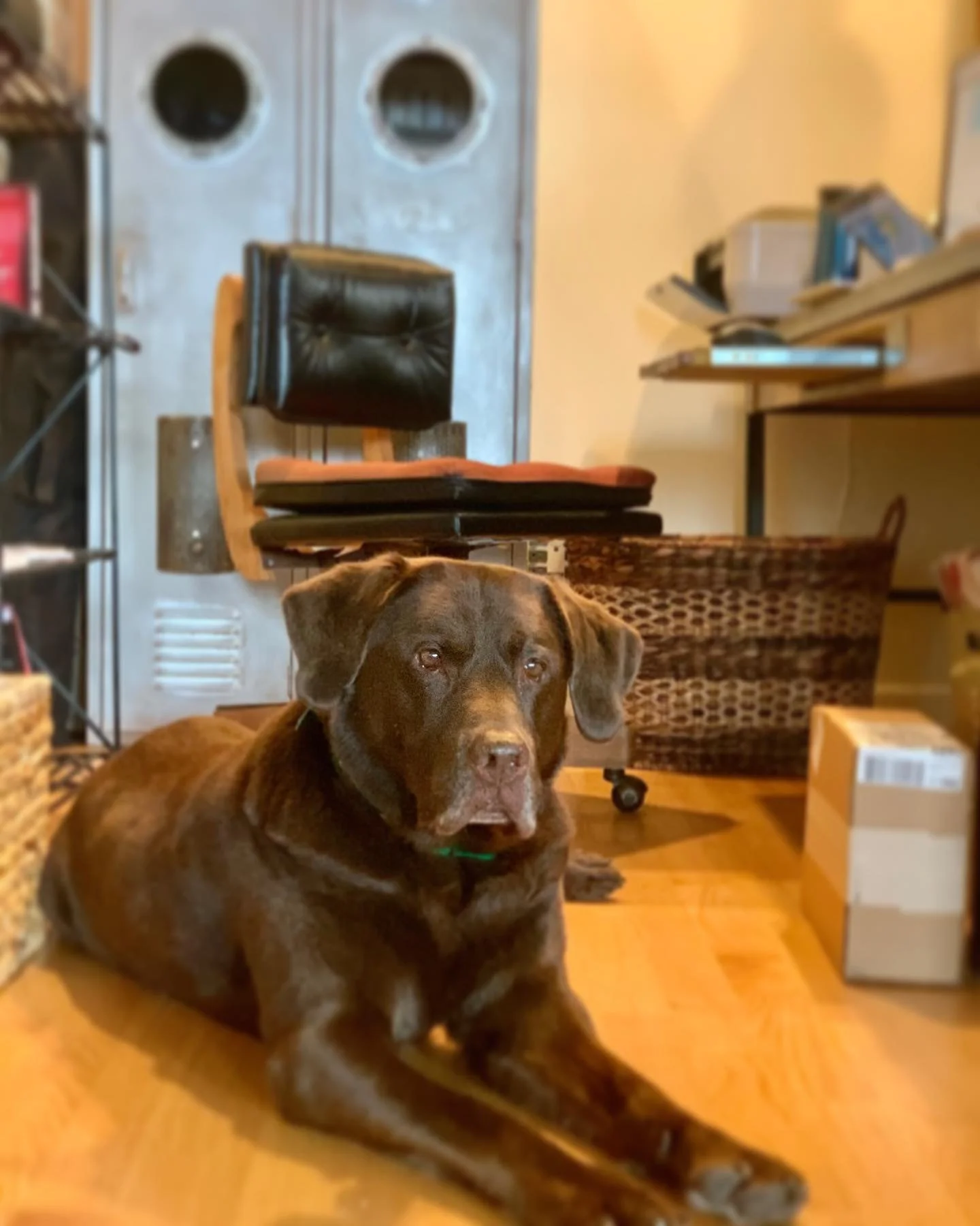 Our beloved Titus - forever in our hearts