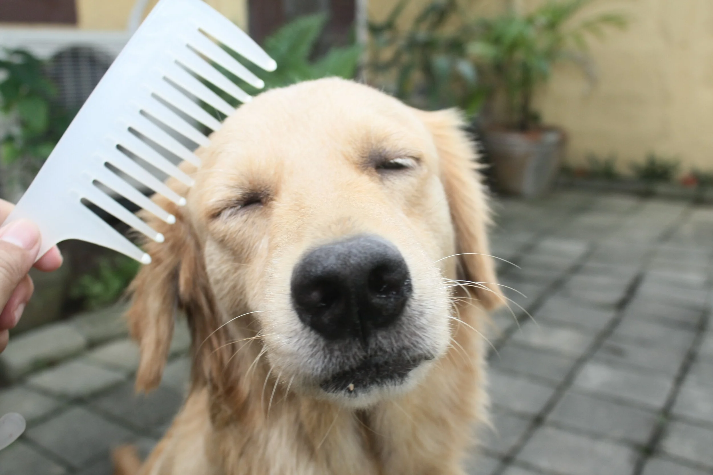 Care-for-Your-Older-Dog-Step-10.jpg
