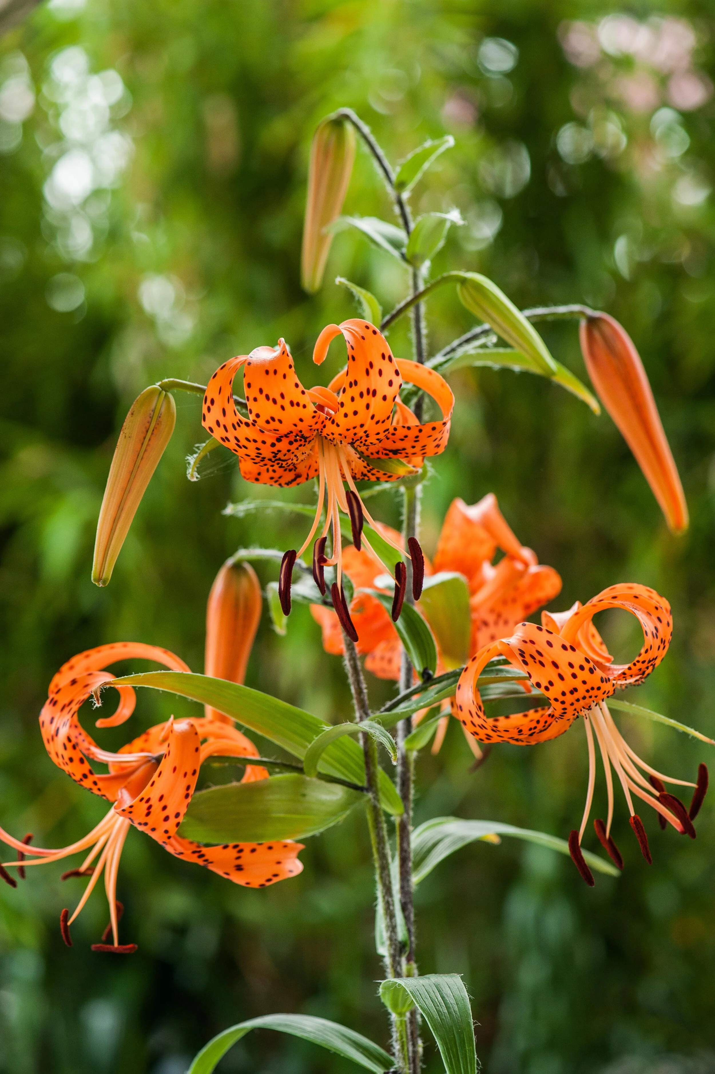 Lilium Tigrinum 虎 皮 百 合 Flower beds, Flowers, Garden