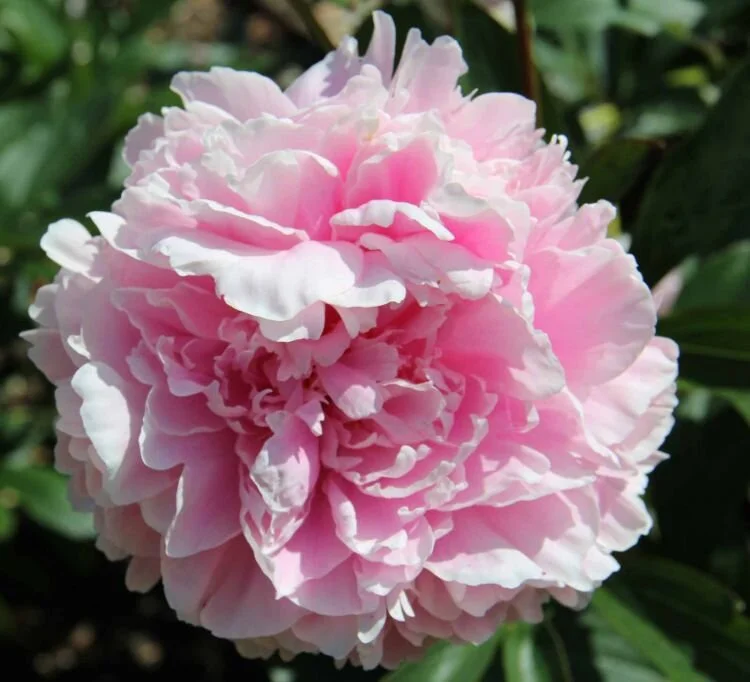 Пион рен ортанс. Пион рейне. Пион рейне. Пион рейн хортенс / paeonia reine hortense. Reine deluxe пион.