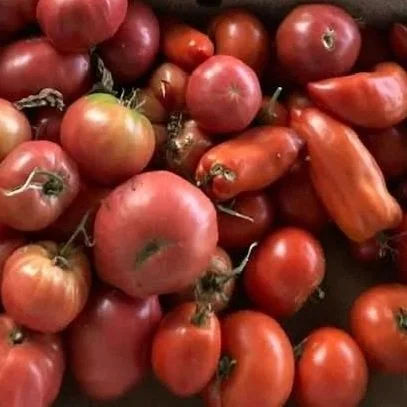 Tomatoes