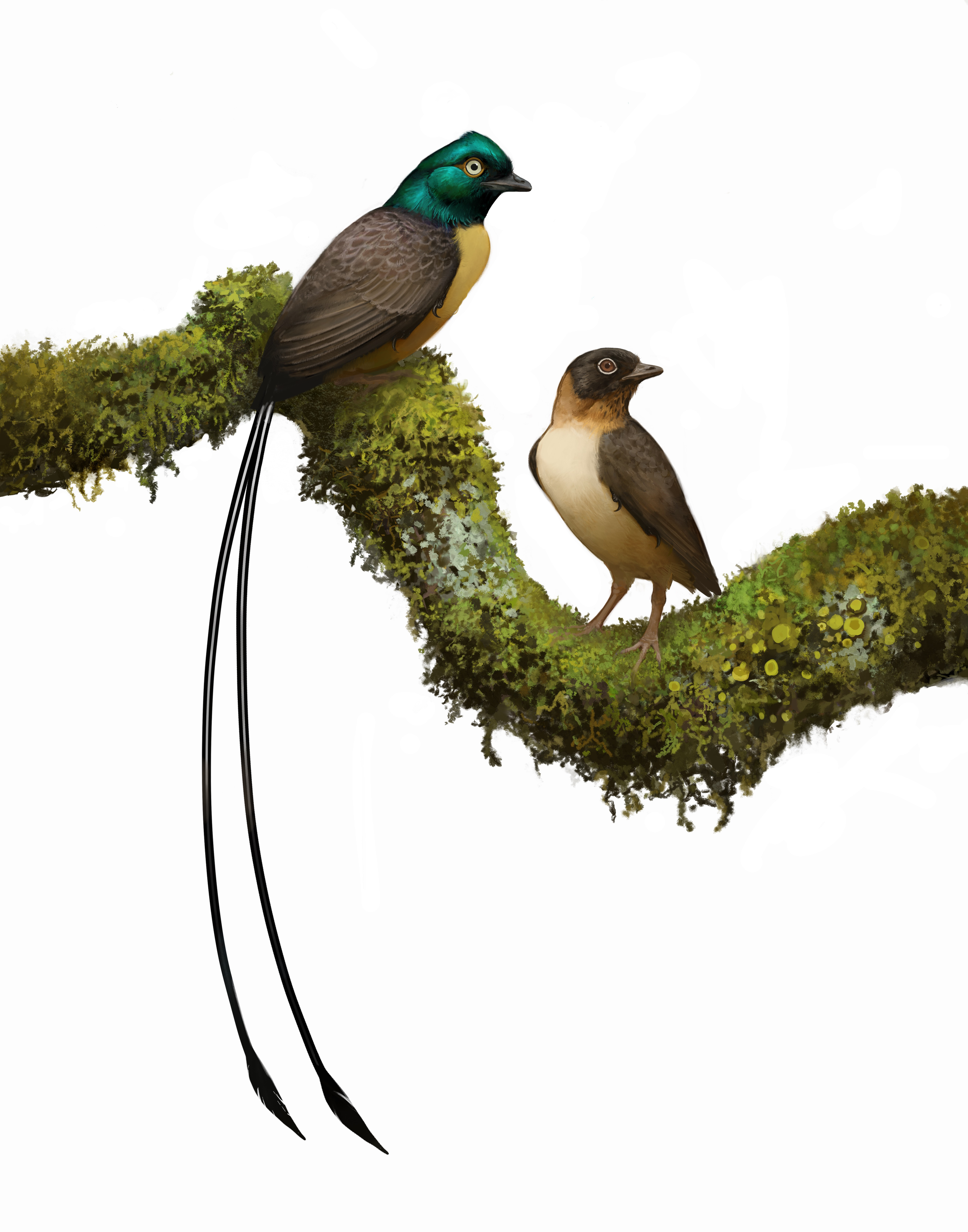 Plumadraco bankoorum. Early Cretaceous, 120 My. Art by Ville Sinkkonen. Used in Clark et al., 2023. "Hyperelongate tail feathers in a new Early Cretaceous enantiornithine bird". PLOSone