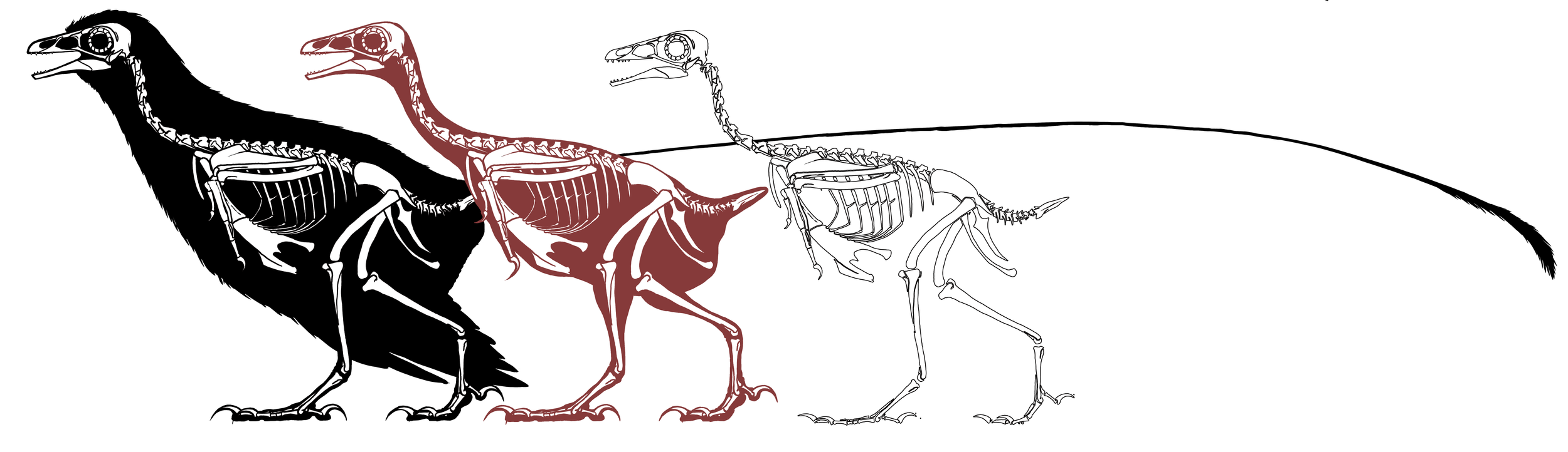 Plumadraco bankoorum. Early Cretaceous, 120 My. Art by Jaime Headden. "Hyperelongate tail feathers in a new Early Cretaceous enantiornithine bird". PLOSone