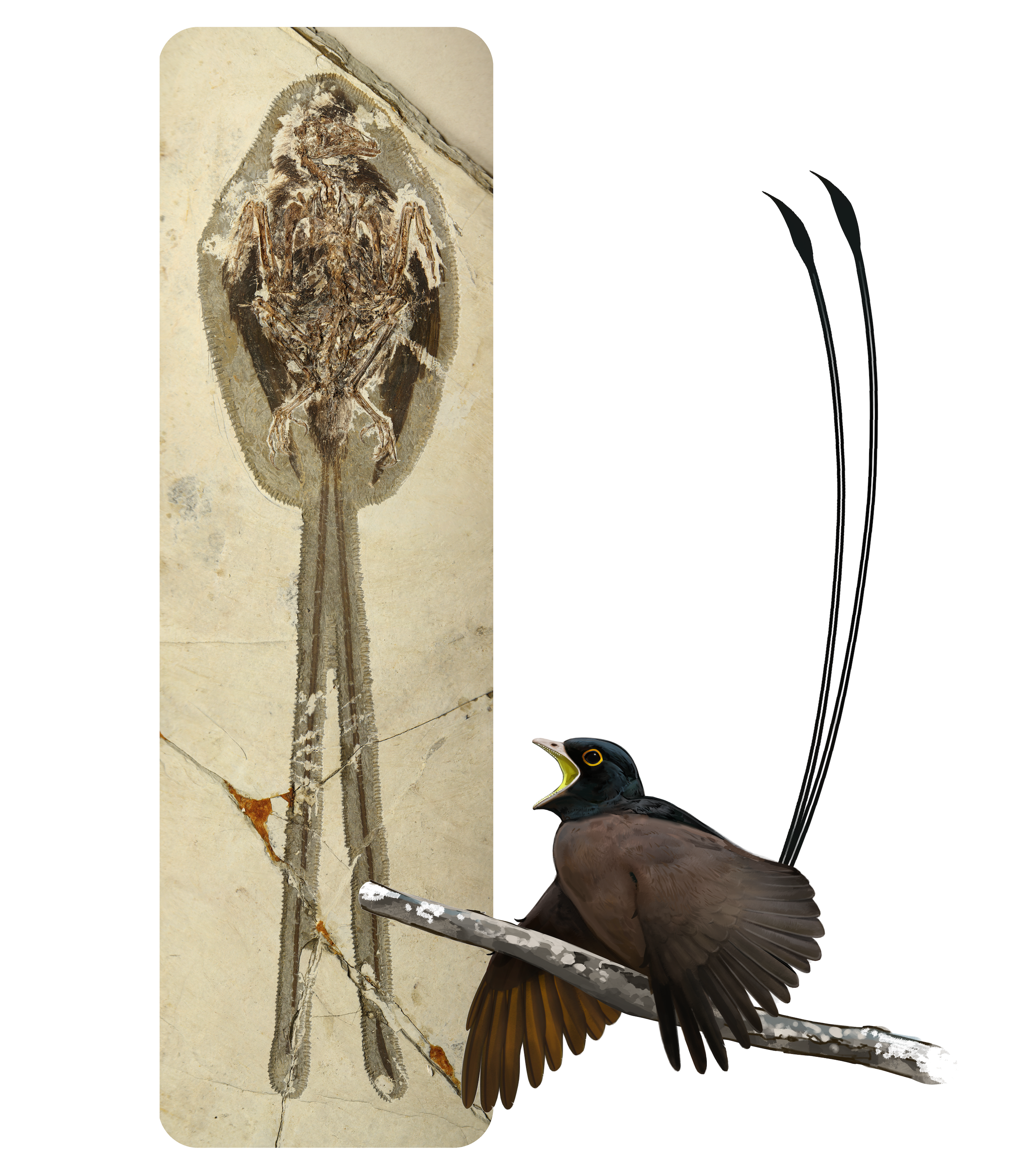 Plumadraco bankoorum. Early Cretaceous, 120 My. Art by Ville Sinkkonen. "Hyperelongate tail feathers in a new Early Cretaceous enantiornithine bird". PLOSone