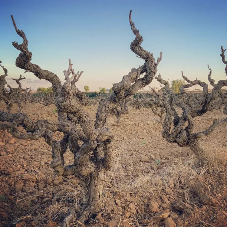 ▴&nbsp;Old Vines