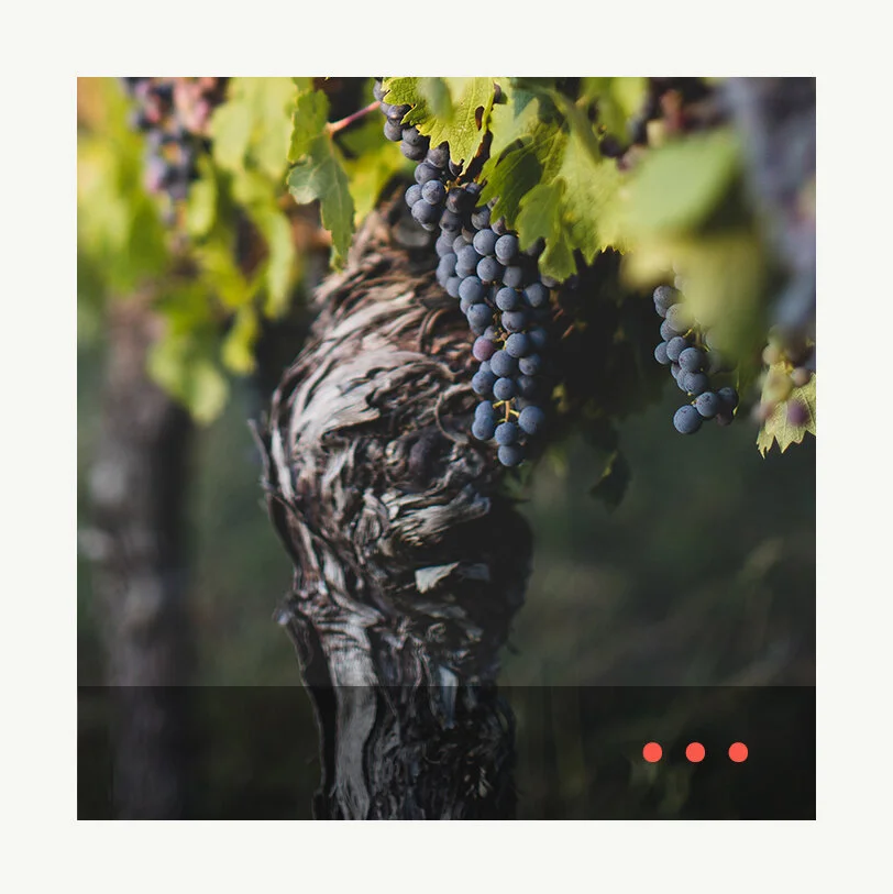 ▻ Old Vine Vineyards episode artwork