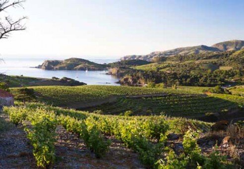 ▴ Coastal vineyards near Banyuls