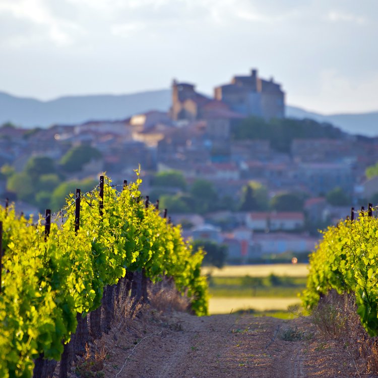 Languedoc_vineyard.jpg