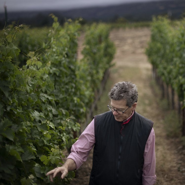 ▴ Paul in Napa Vineyards