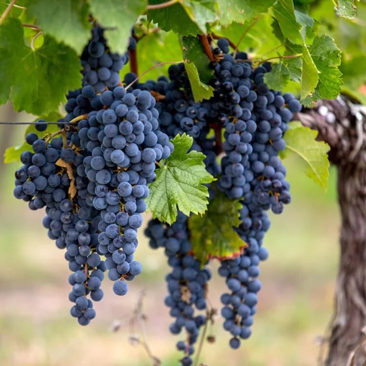 Merlot.jpg