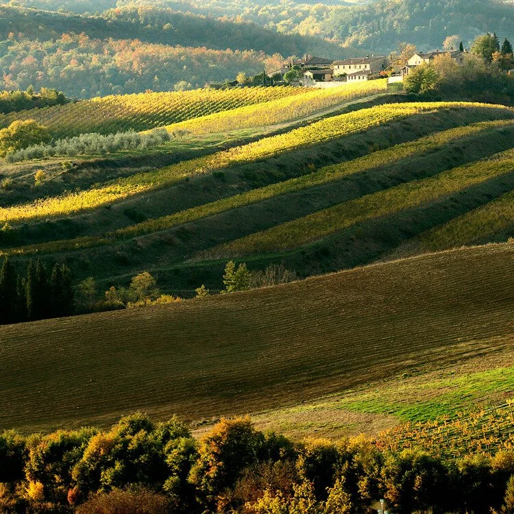 Chianti_Classico.jpg