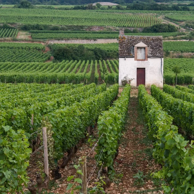 Volnay.jpg