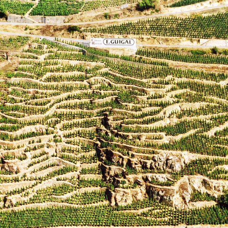 ▴ Guigal vineyards