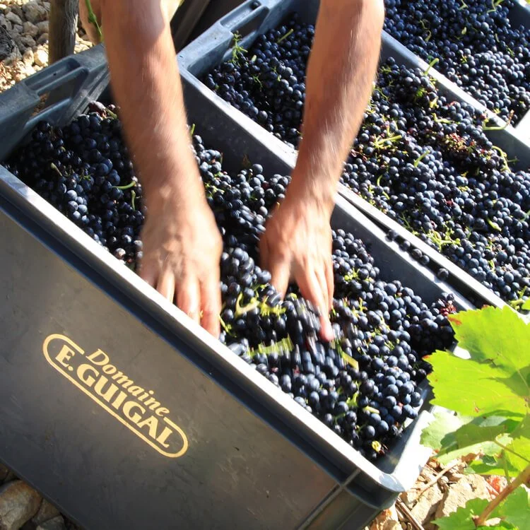 ▴ Guigal Syrah grapes