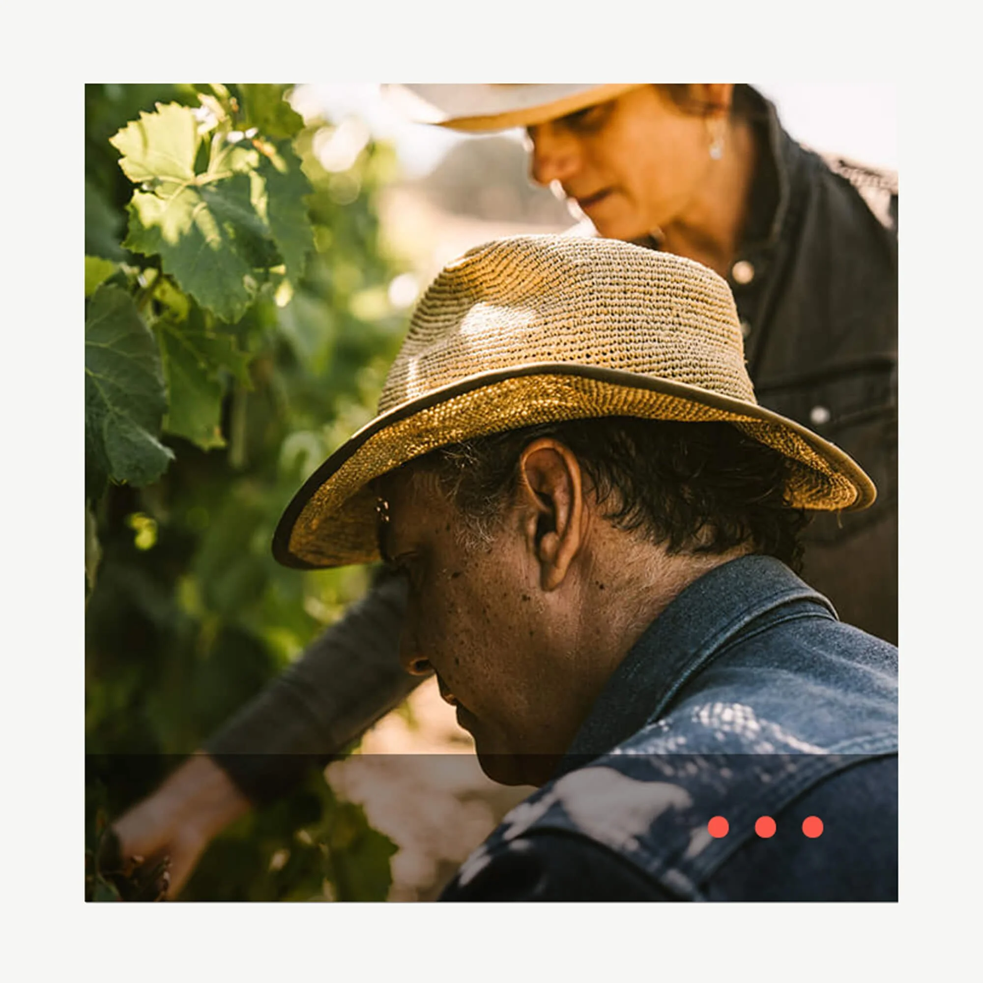 ▻ Where is vineyard sustainability today, with Rodrigo Soto