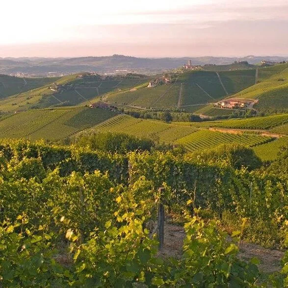 produttori-del-barbaresco-vineyards.jpg