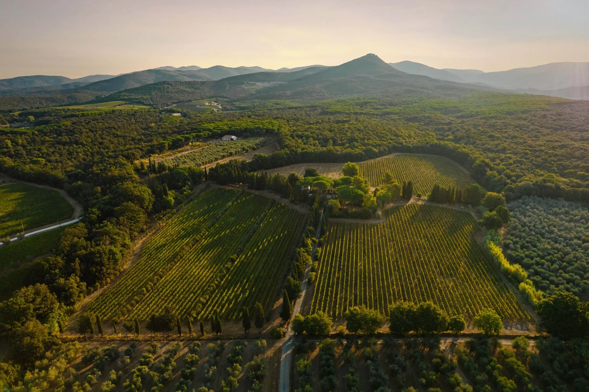 Angelo Gaja's Ca'Marcanda: The Bolgheri Bet That Paid Off