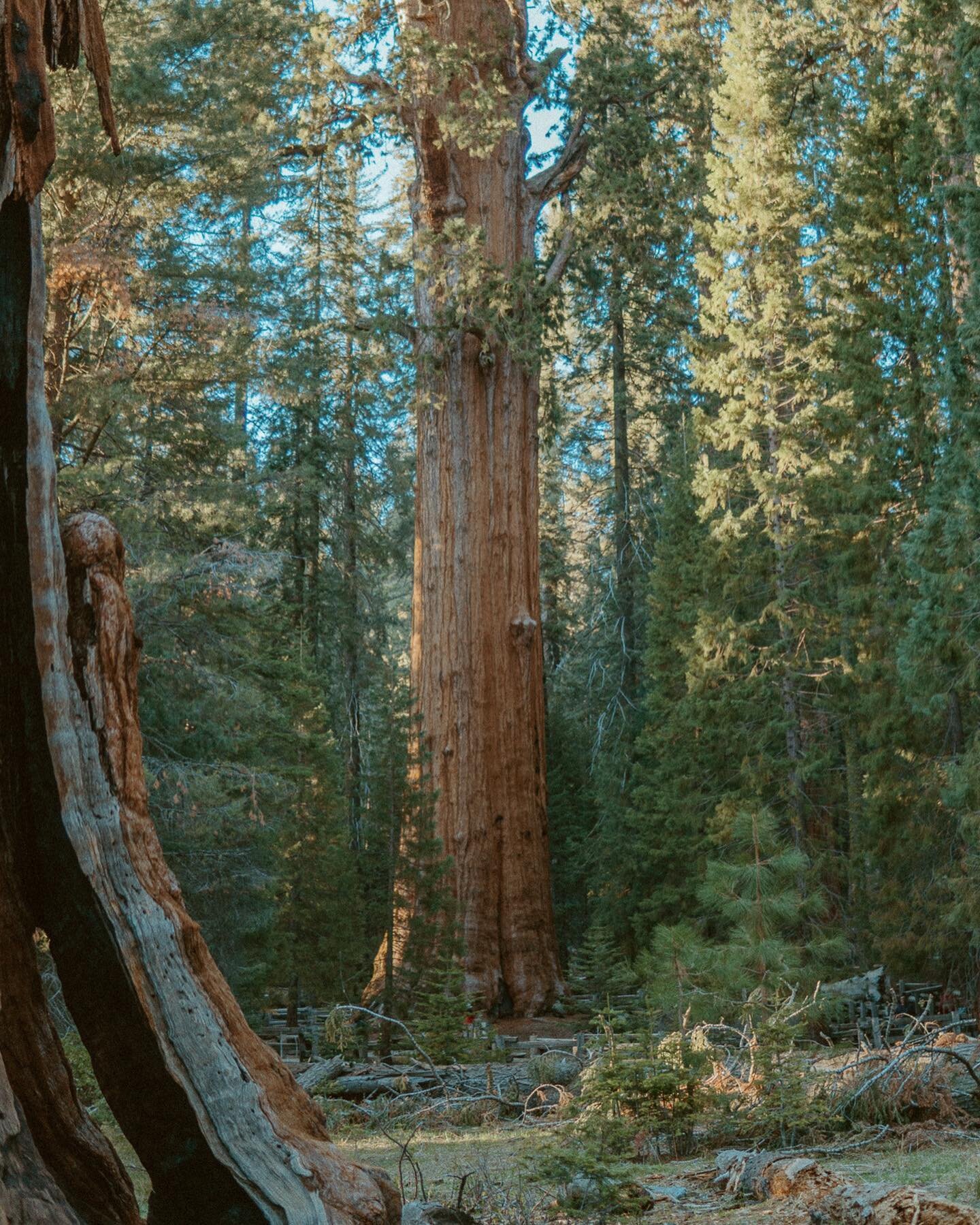 these slides feature the largest trees in the world and some of the prettiest mountain views out there!! we spent the week in sequoia, kings canyon, and yosemite, and they exceeded all expectations!! 

view my story for the full size photos of these 