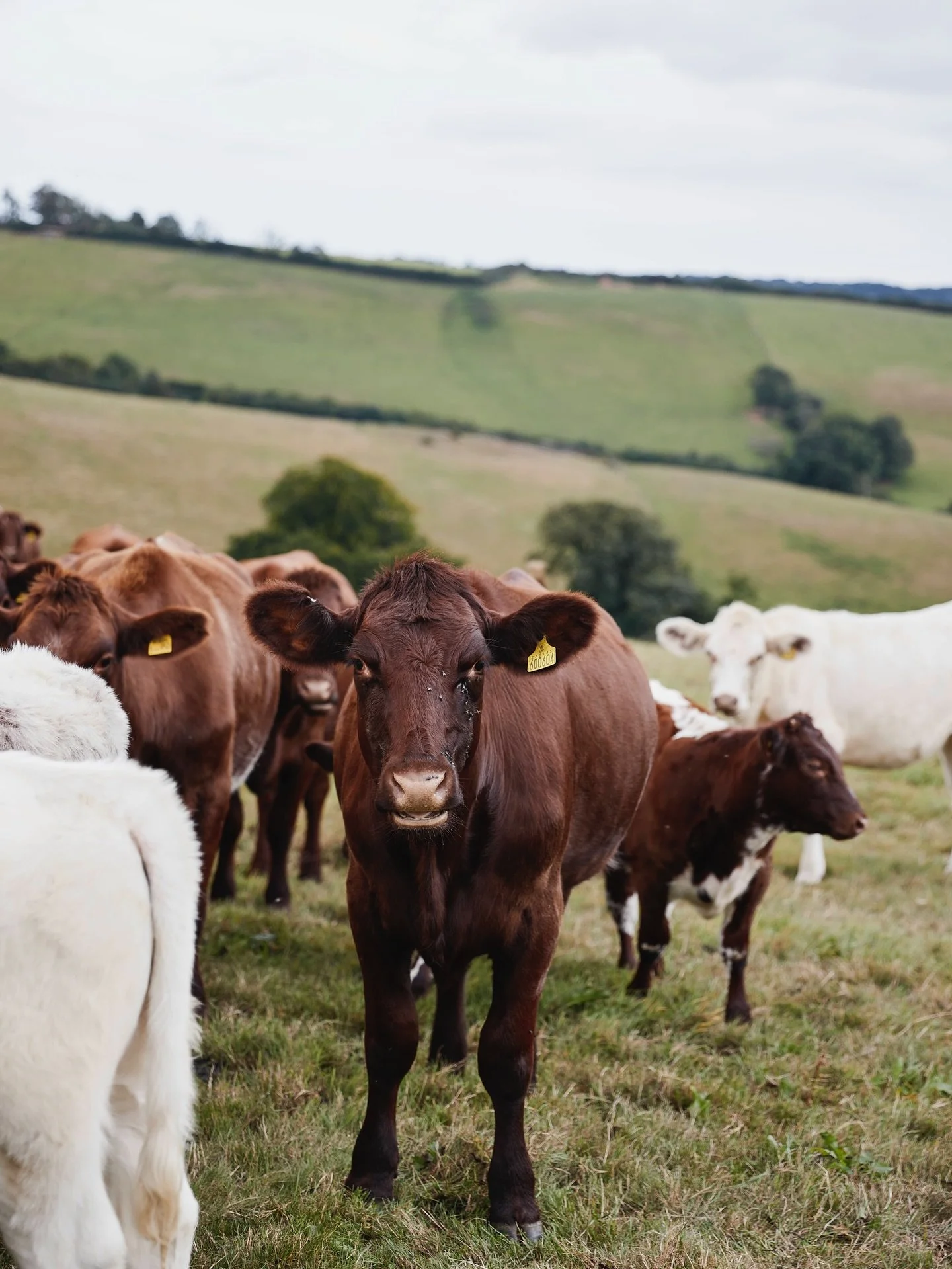 A lovely day spent on the farm with @rareandpasture , photographing regenerative beef and biodiversity. Having @fowlescombe as a backdrop was dreamy too, what a beautiful spot in Devon ✨