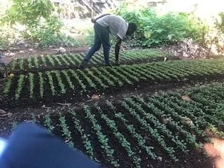 MAENS EQ relief seedlings.jpg