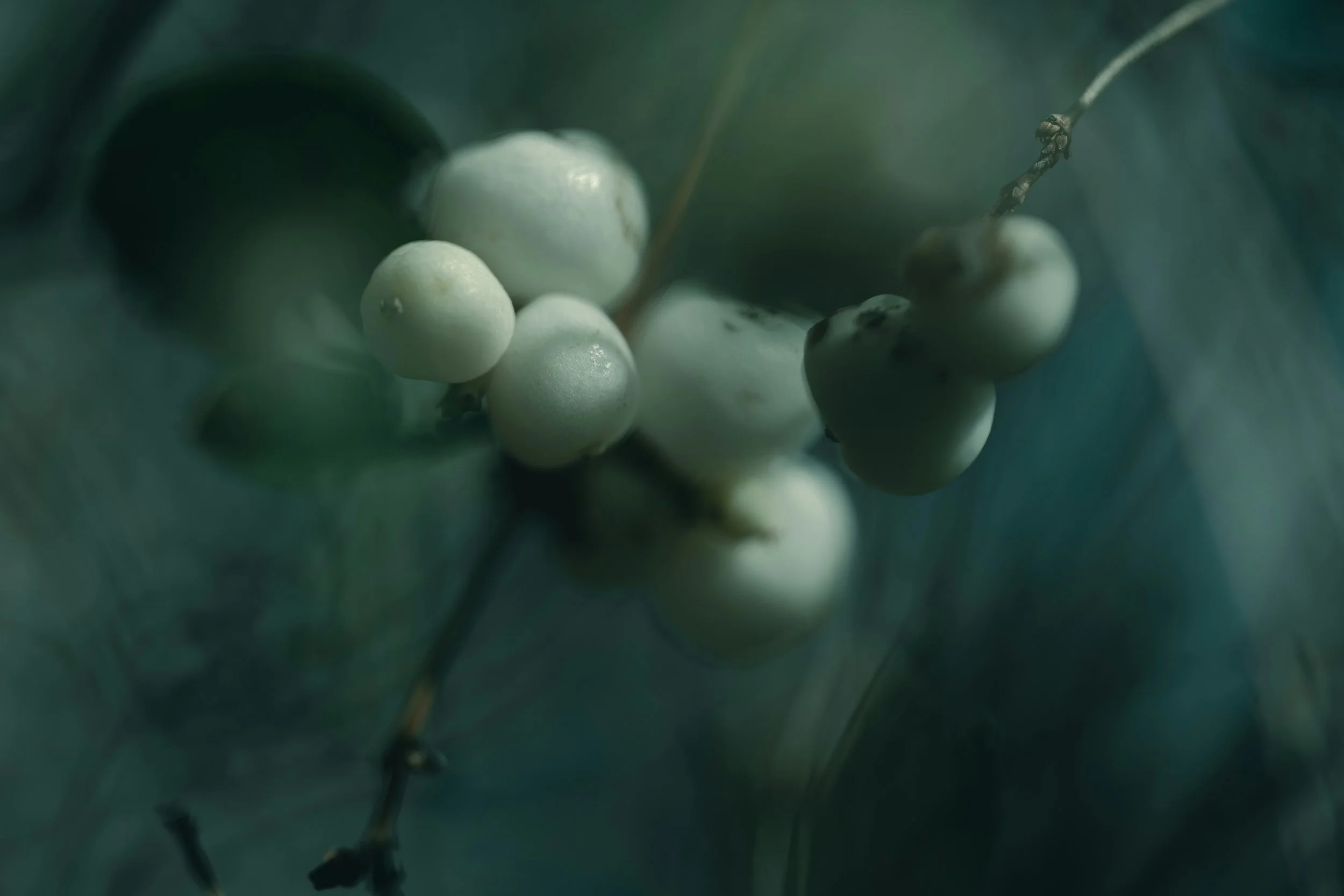 Small berries in soft morning light representing the gradual process of IVF preparation with acupuncture at Fertile Earth