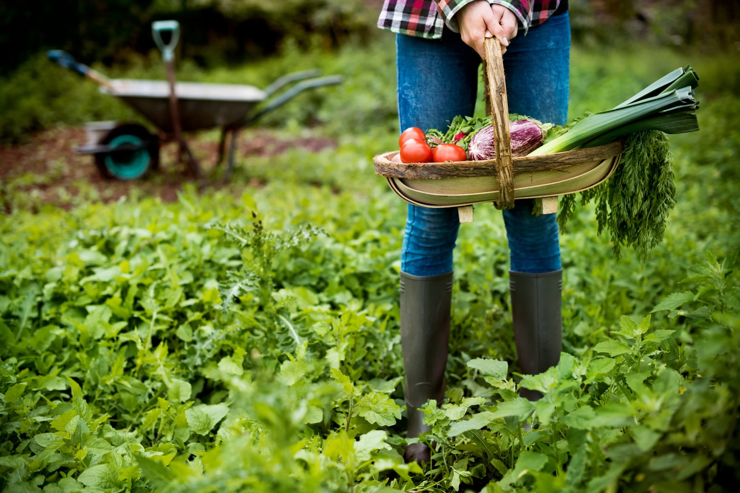 Woman stands in her gardening holding a harvest basket of vegetables representing the gradual, consistent process of fertility care at Fertile Earth in North County San Diego