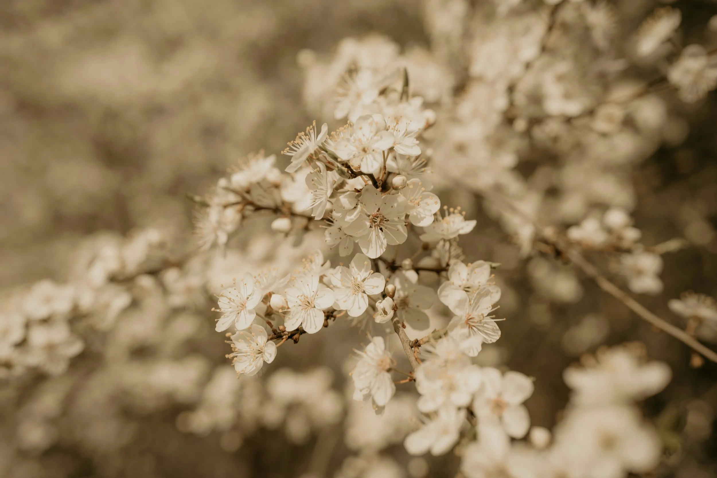 Herbs used in  holistic fertility care at Fertile Earth in North County San Diego