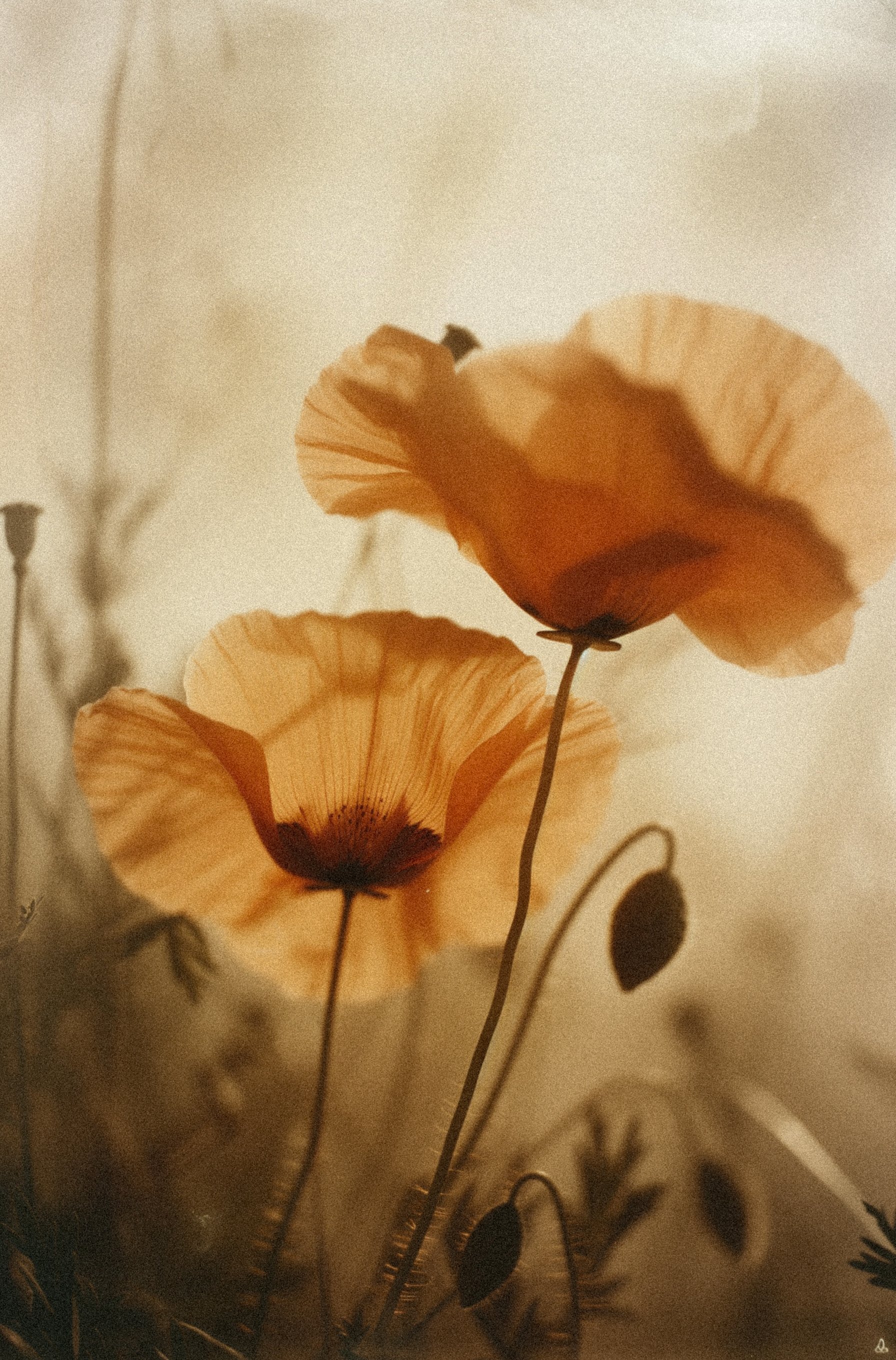 Flowers in soft light symbolizing growth and fertility support