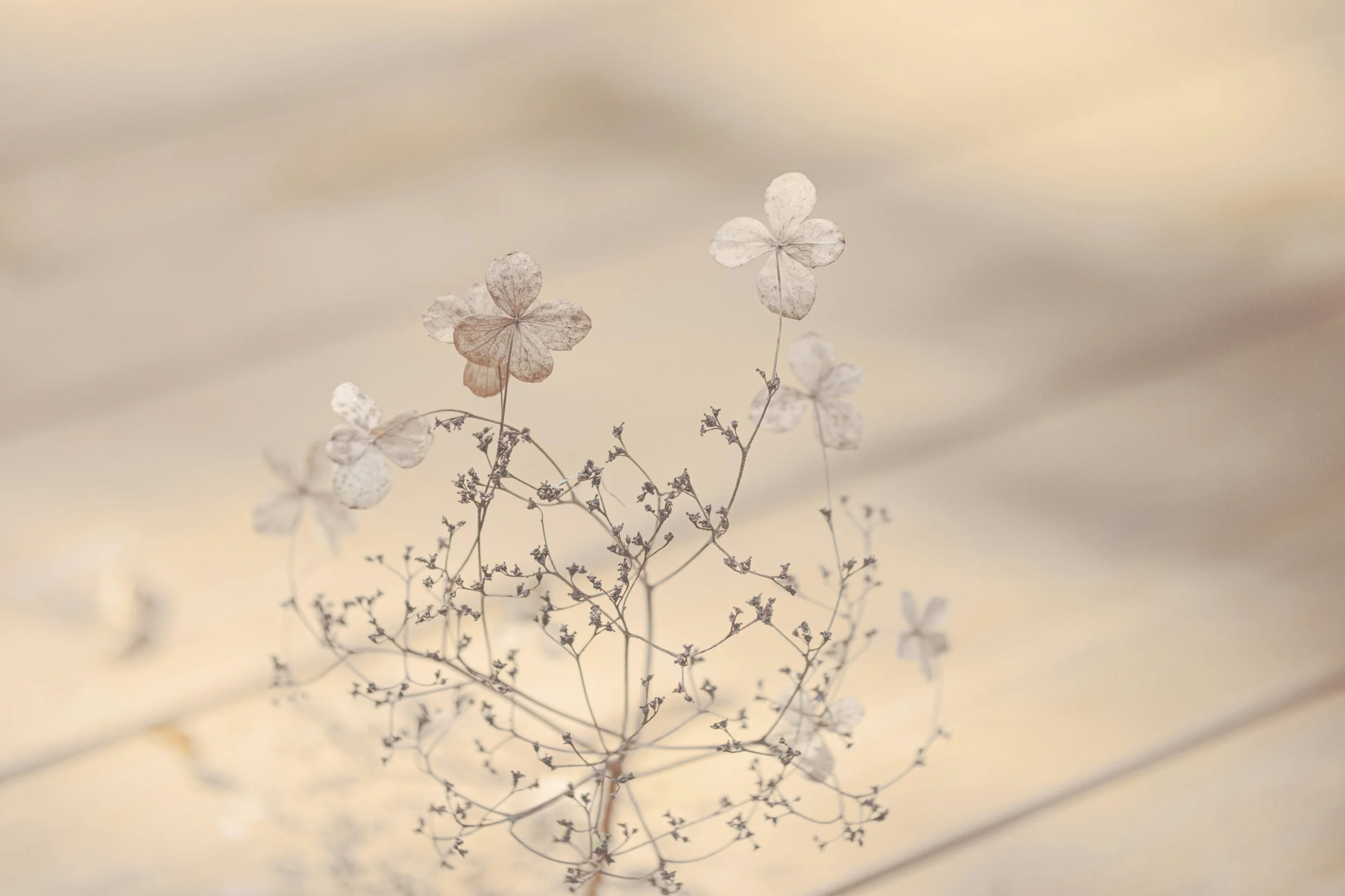 Close up of flowers in morning light representing the body's natural intelligence at Fertile Earth Encinitas