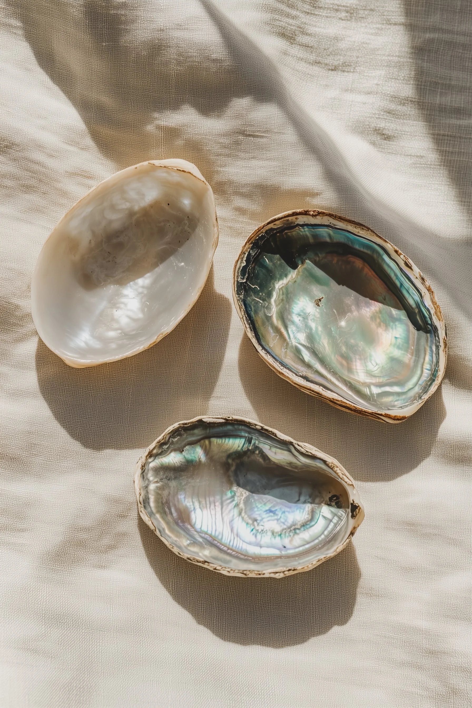 Abalone shells on soft fabric symbolizing egg quality, nourishment, and the environment that supports natural conception after 35