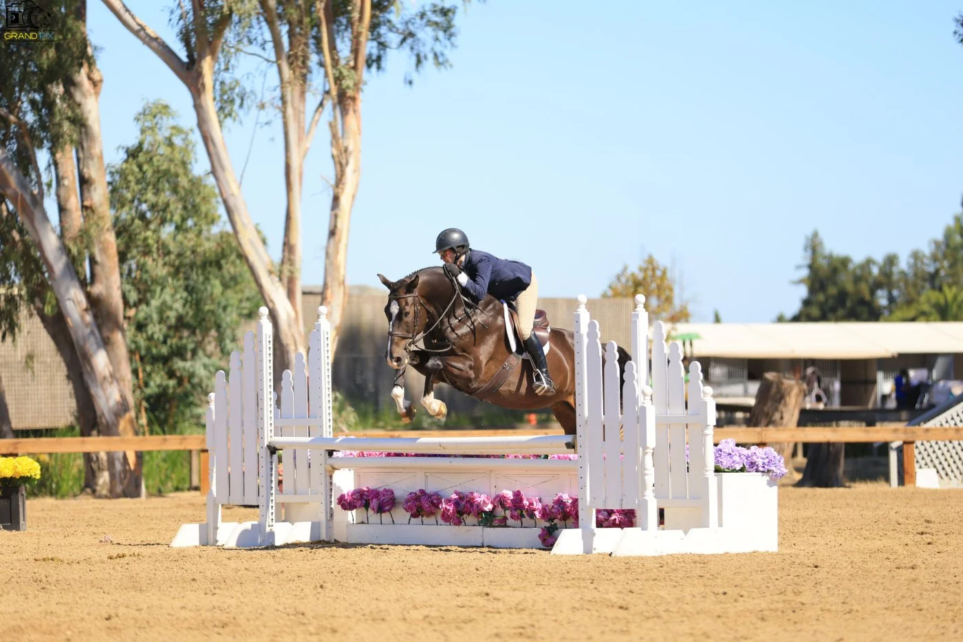 Bay horse jumping over a white oxer with pink flowers