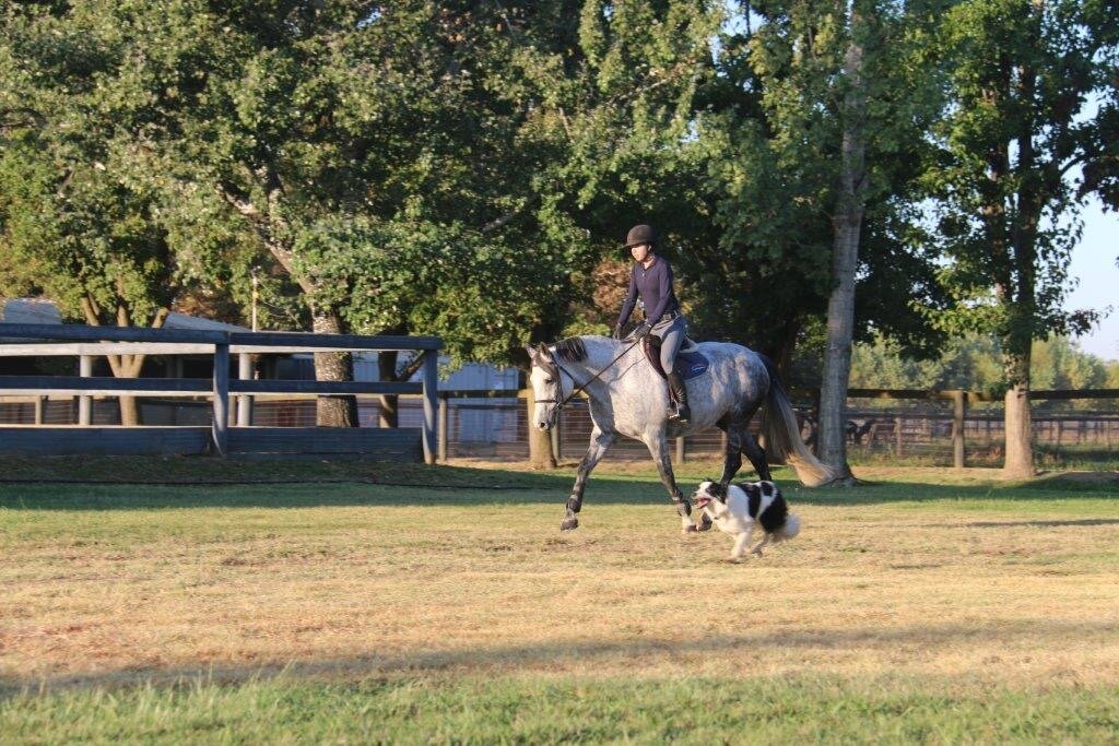 Gray horse and rider trotting through a field with a dog running beside them