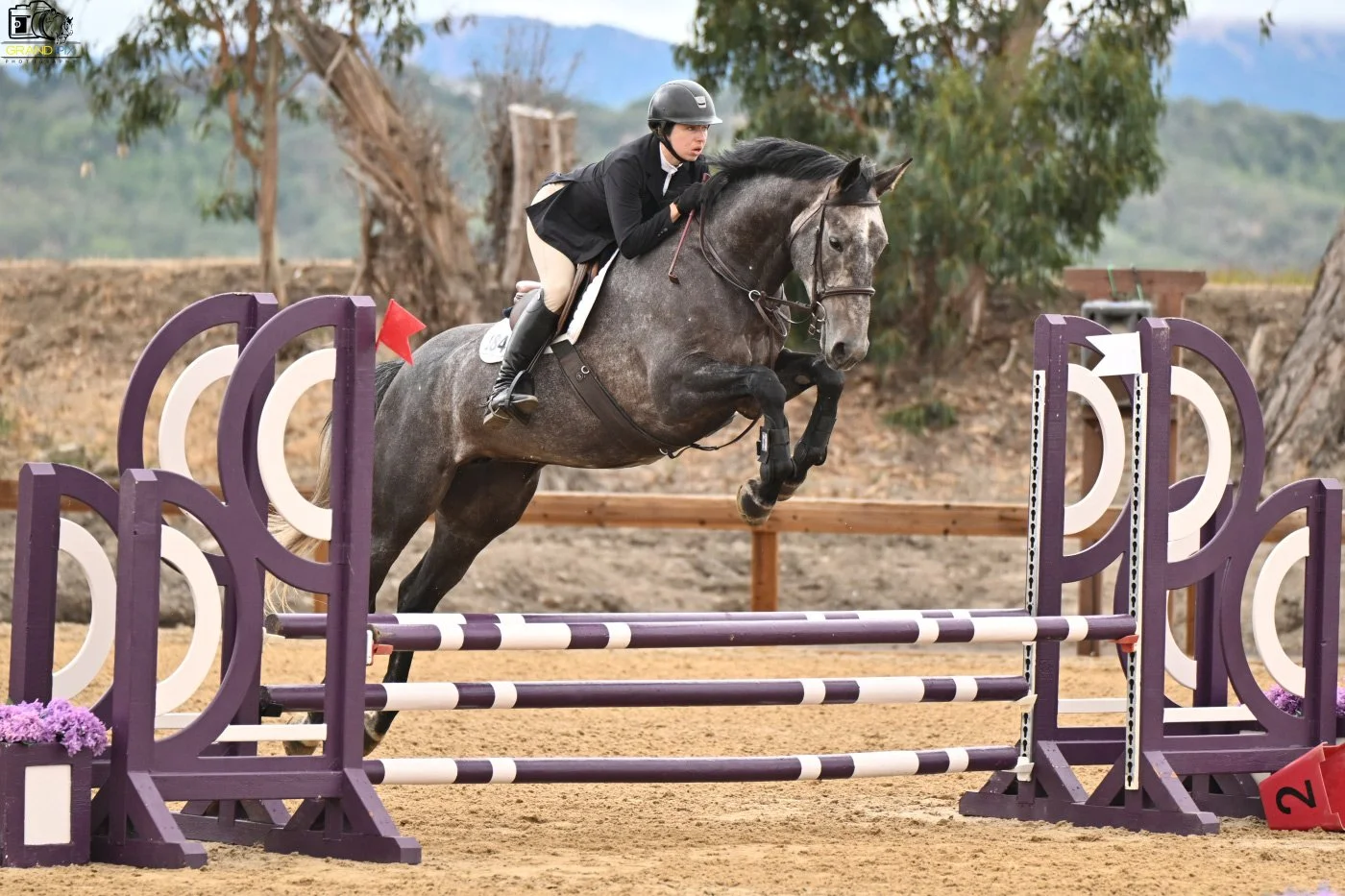 Gray horse jumping over a purple and white jump