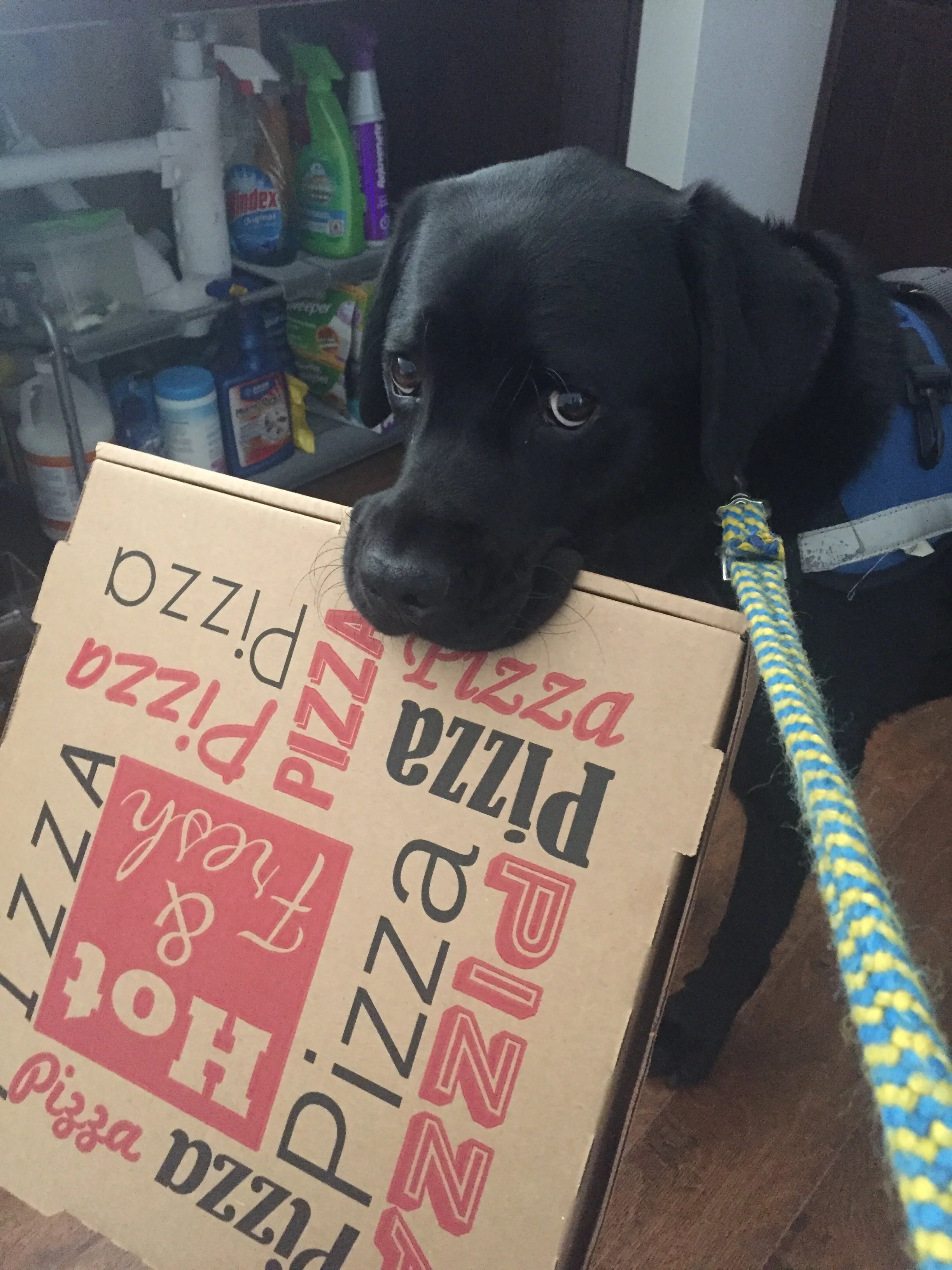 Kolton helps Anjali throw out some boxes. Photo credit: Anjali Forber-Pratt