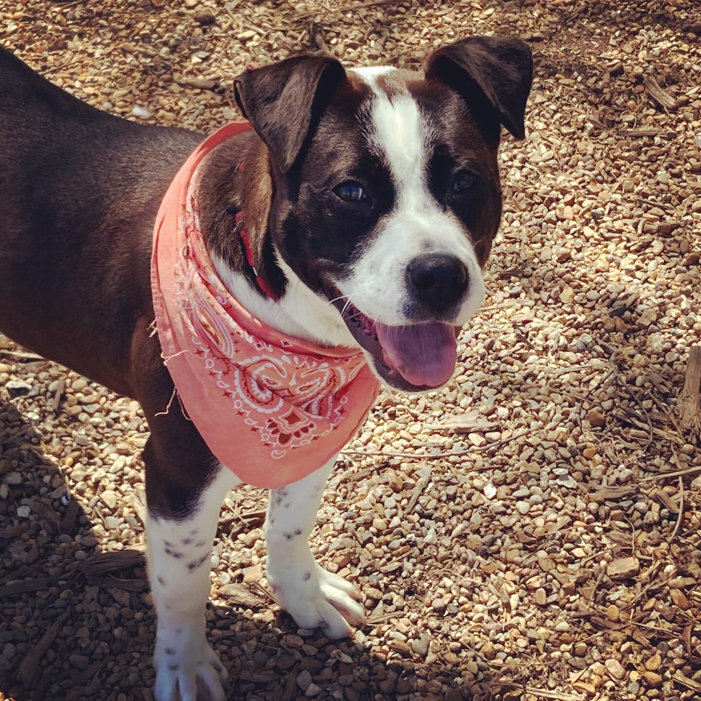 Nothing beats a beautiful day and walking the wonderful dogs @nashvillehumane #Billie #Shadow #Delphine #Joey #Peppermint Pattie. What will you and your pooch do today?
.
To donate to @nashvillehumane, go to nashvillehumane.org
.
Follow @fidoinsido, 