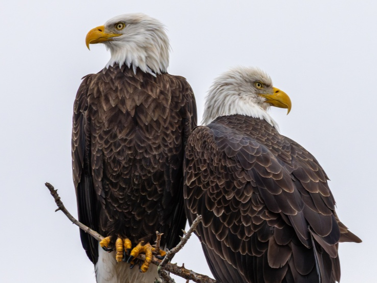 Bald Eagles in the Catskills