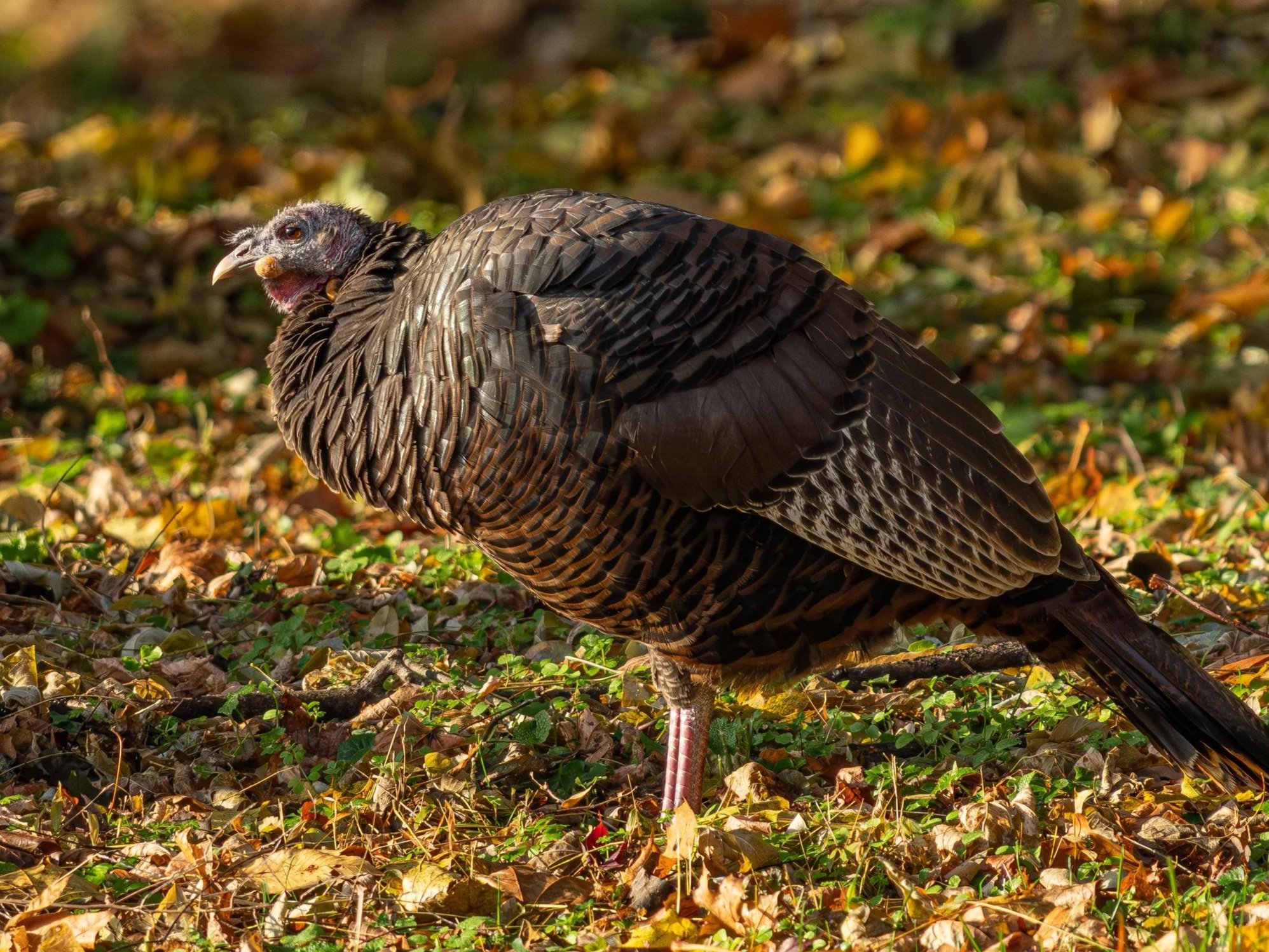 Turkey in Kingston
