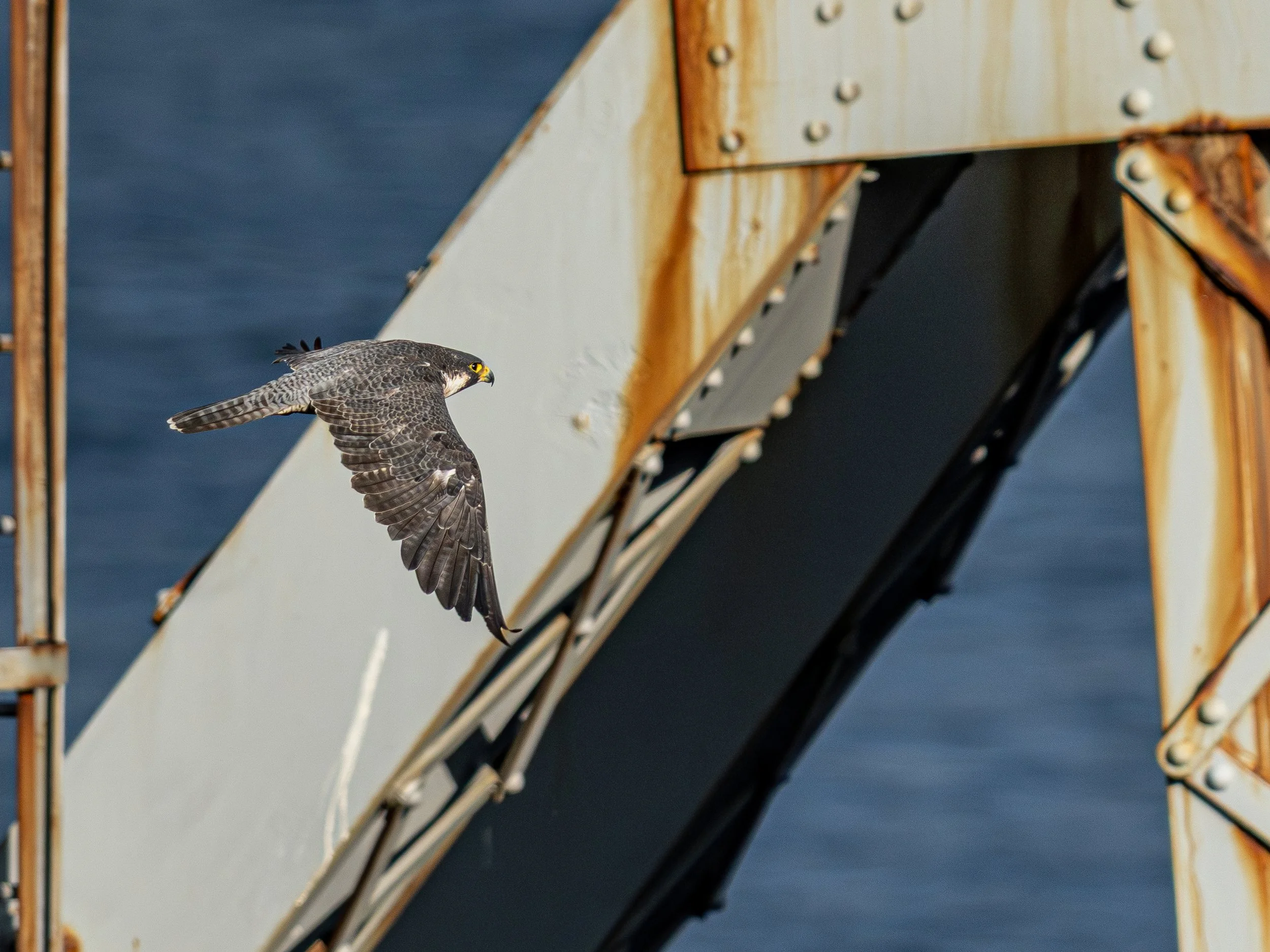 Peregrine Falcon at Rip van Winkle Bridge