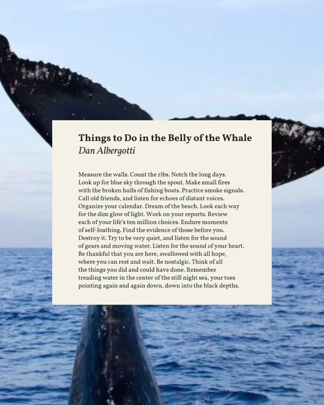 Whether you are starting the year on top of the world or from the depths of the whale's belly... there is always hope to be found. 

Wishing you all a New Year full of hope 🐋

Poem via: @danalbergotti

#FaithAndJustice