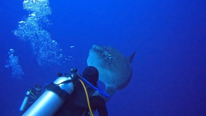 Some shots from Bali a couple years ago during my &ldquo;retirement trip&rdquo; from wilderness therapy. We saw a magnificent Mola Mola and I spent a few days surfing. So lovely.