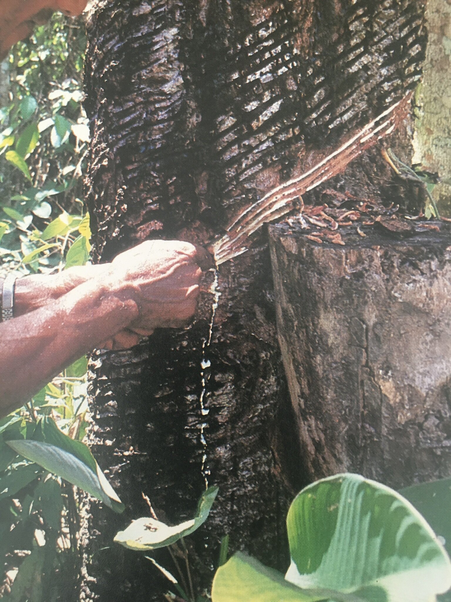 11. Colombia_Amazonica_Book.jpeg