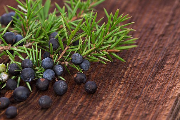 The meaning behind “Juniper”