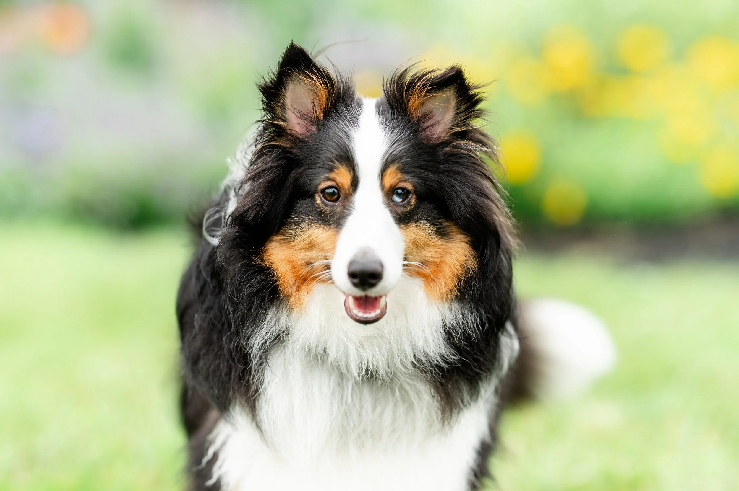Pet Portraits in the Park: Benefitting Dog Park Mount Joy