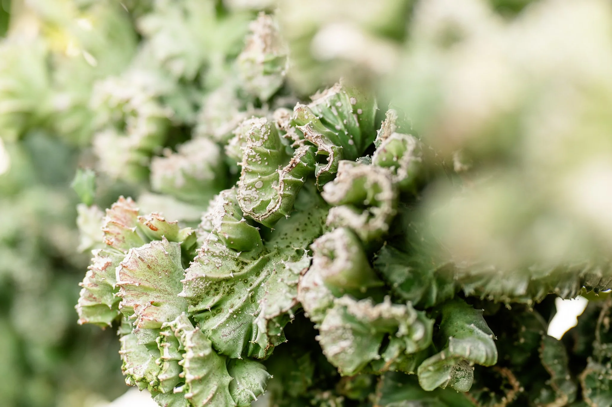 Otts Engagement Session 2.1.26-48.jpg