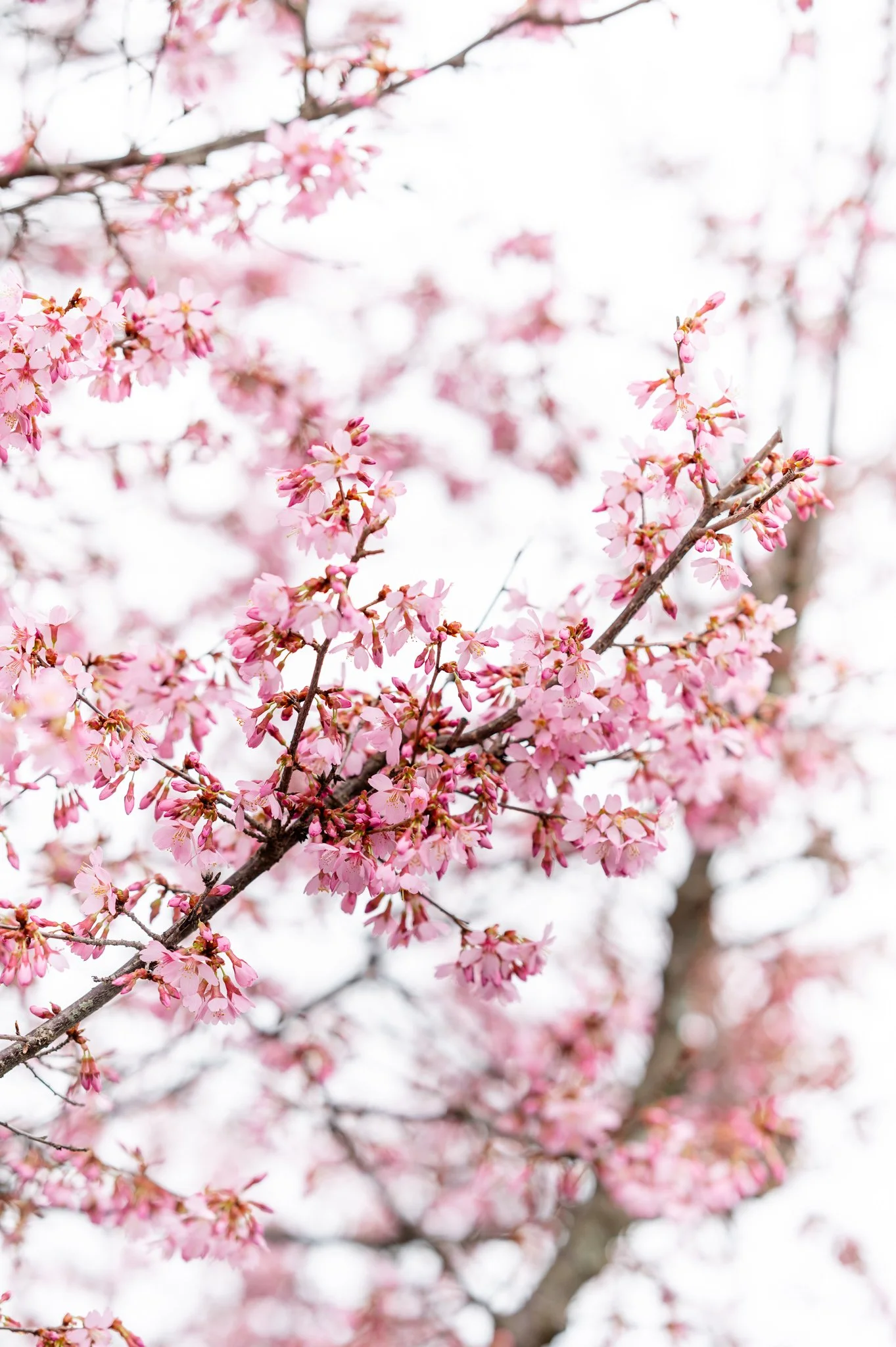 Historic Ashland_3.27.26-5.jpg