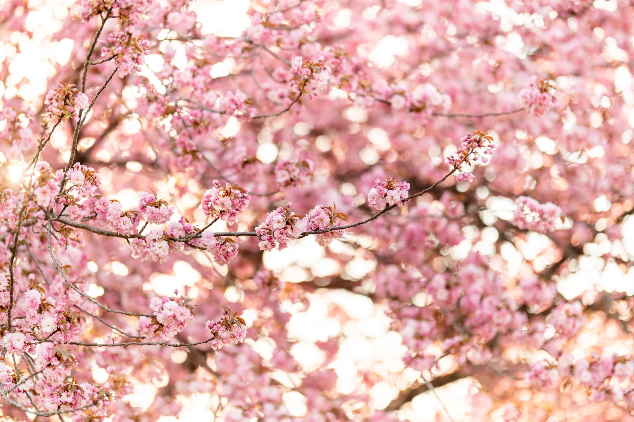 Marietta Cherry Blossoms-53.jpg