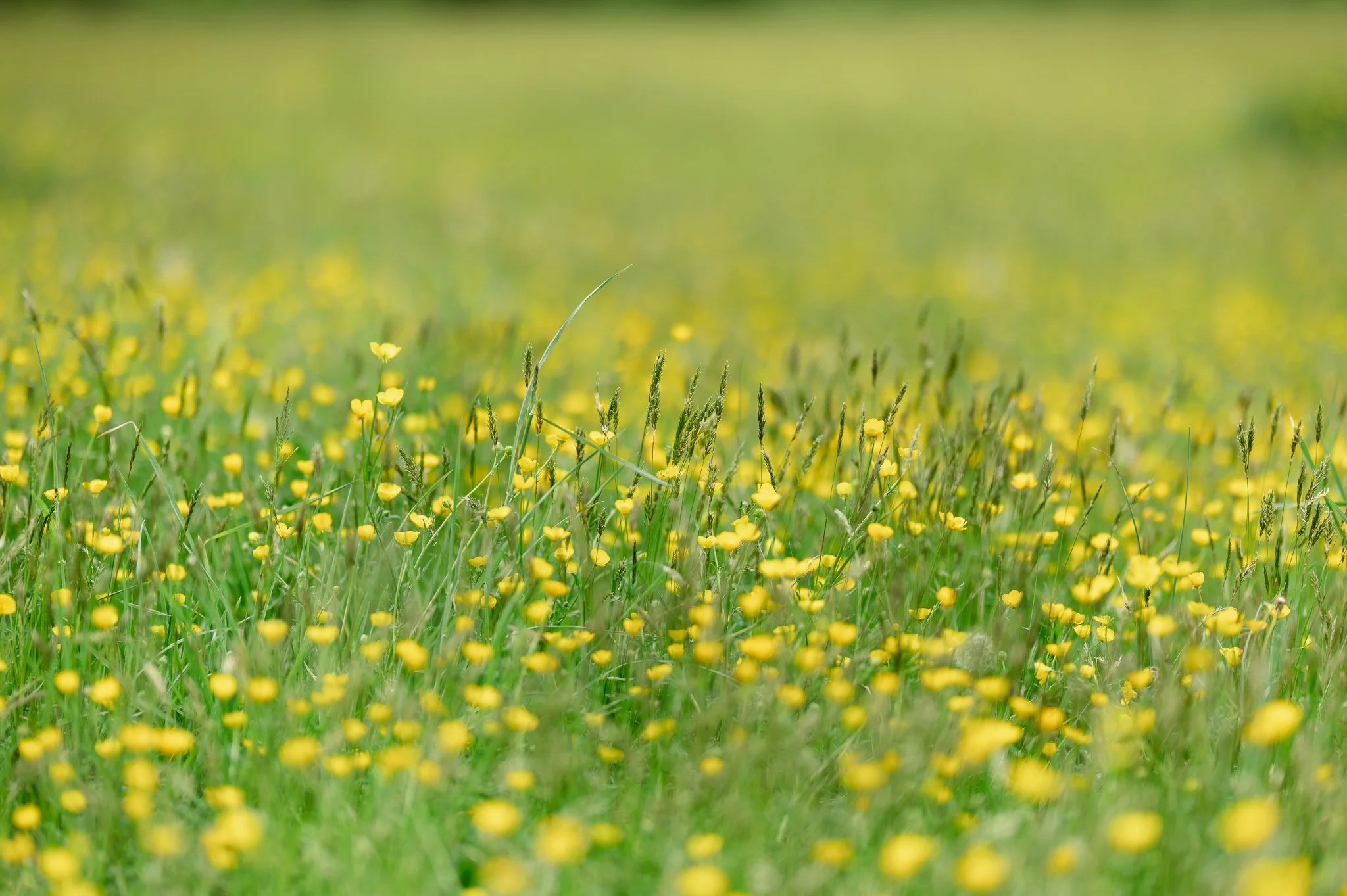 Wizard Ranch-16.jpg