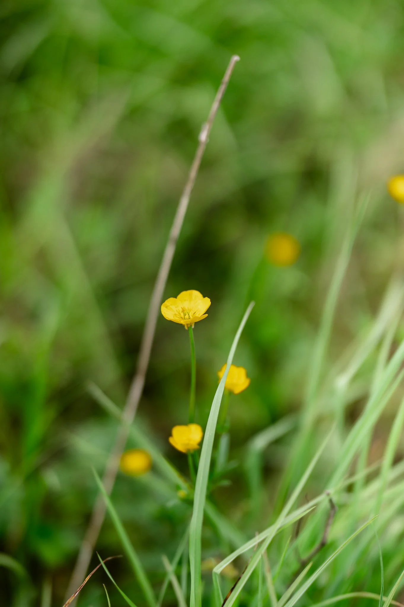 Wizard Ranch-29.jpg