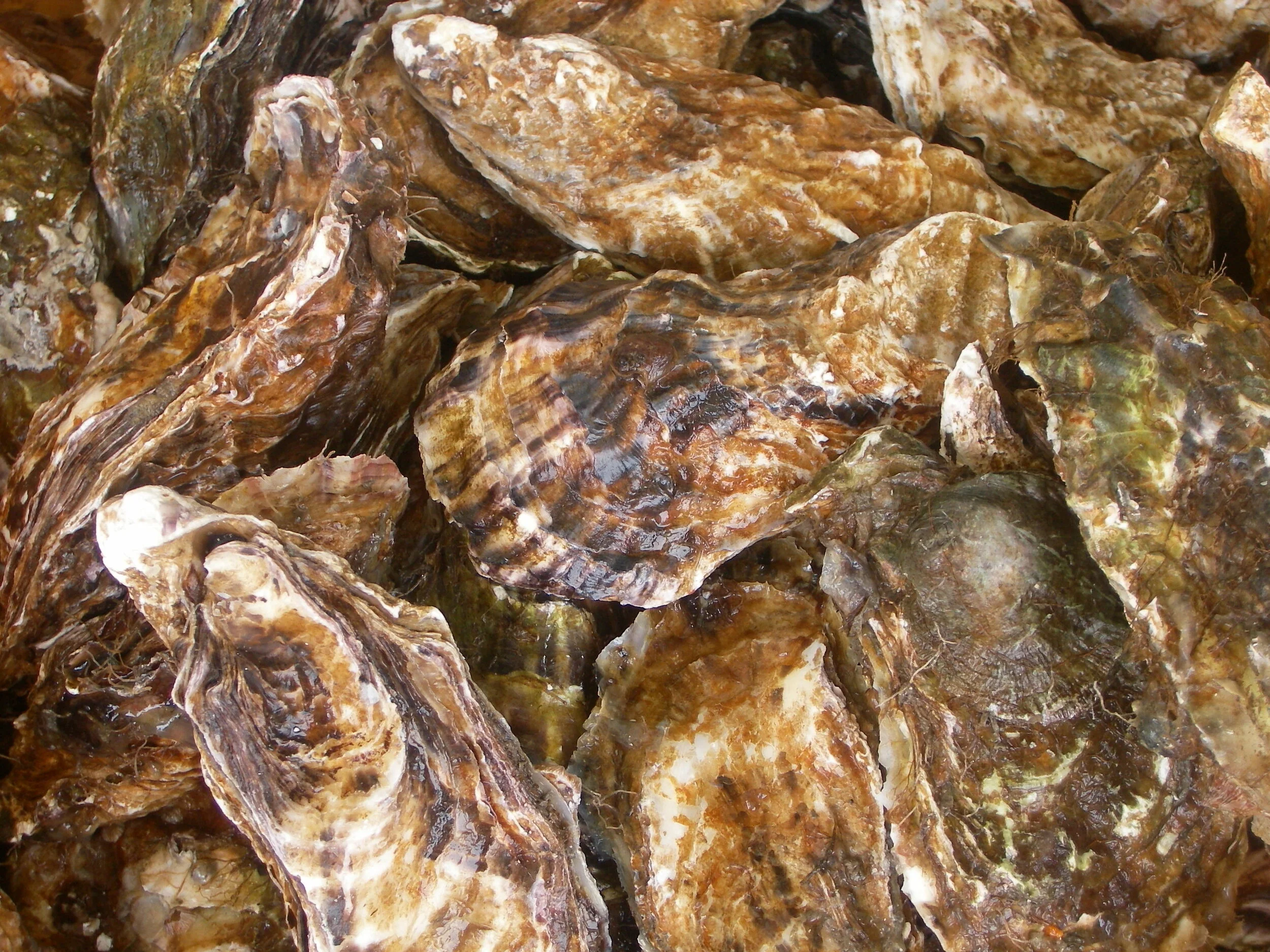 ABOUT — Bristol Oyster Bar